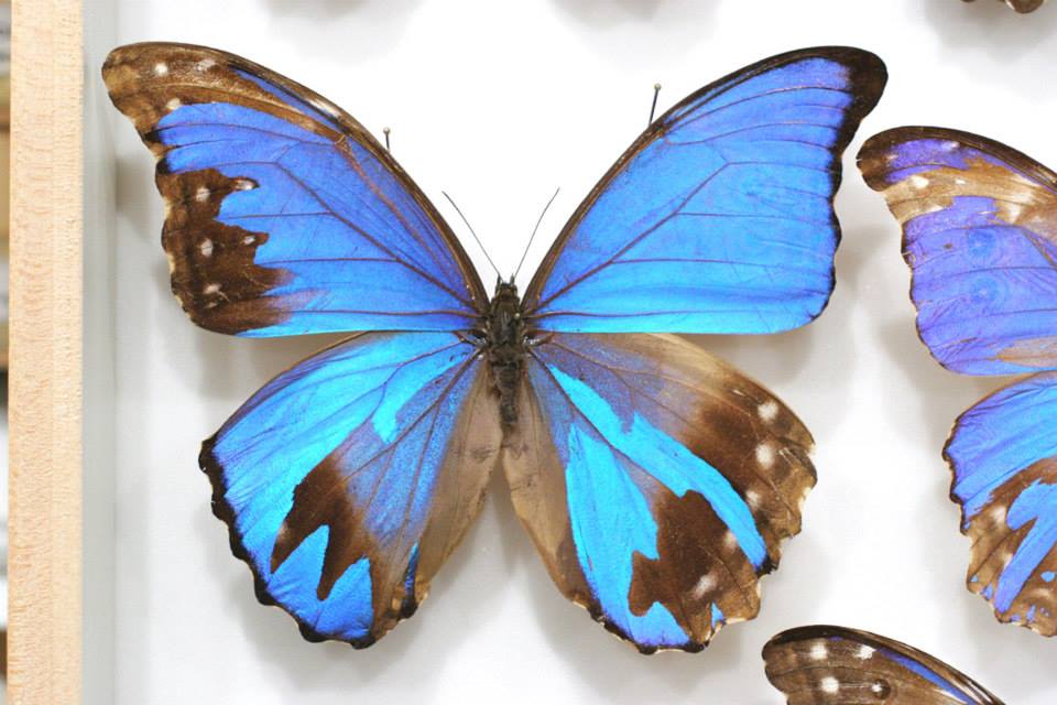 Morpho didius (mosaic gynandromorph 002) Internet Image property of respective owner, non-commercial use only